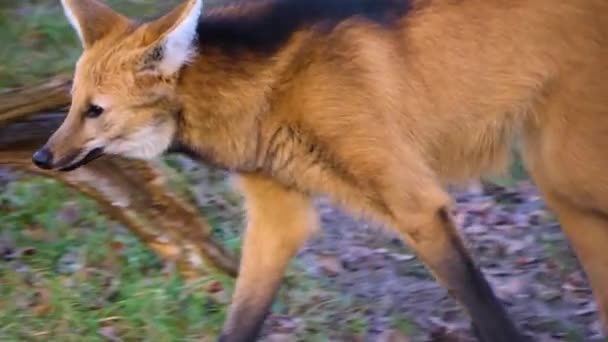 Nahaufnahme Eines Mähnenwolfs Der Entlang Läuft Kamera Verfolgt — Stockvideo