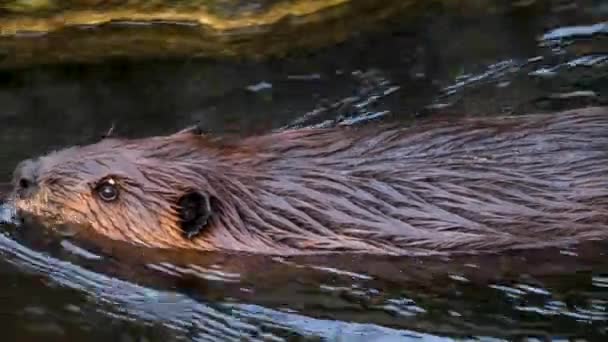 Gros Plan Sur Castor Nageant Loin — Video