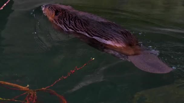 Close View Beaver Swimming — Stock Video