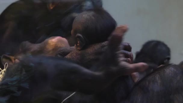 Close Família Bonobo Com Bebê — Vídeo de Stock