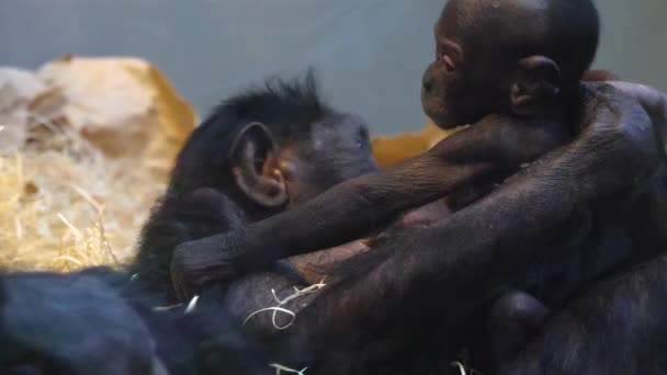 Close Família Bonobo Com Bebê — Vídeo de Stock