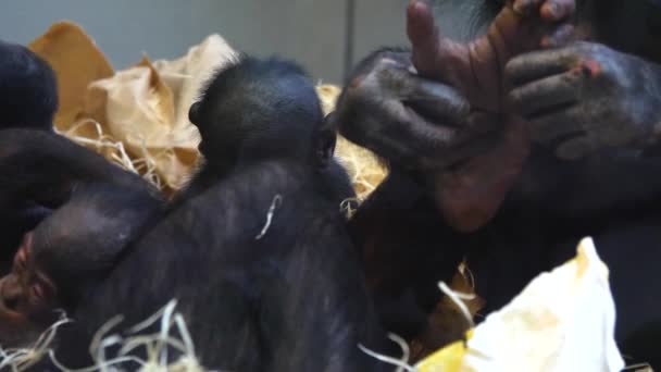 Close Van Bonobo Familie Met Baby — Stockvideo