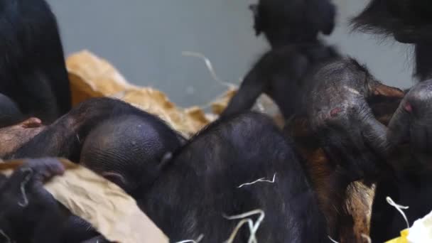 Närbild Bonobo Familj Med Barn — Stockvideo