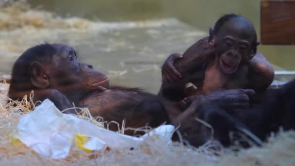 Bonobo Ailesinin Bebeğiyle Yakın Durun — Stok video