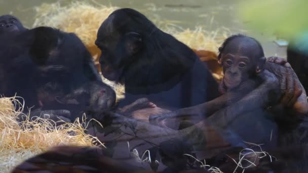 Großaufnahme Von Bonobo Familie Mit Baby — Stockvideo