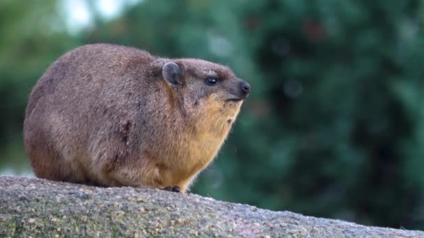 Perdre Hyrax Rocheux Assis Sur Rocher — Video