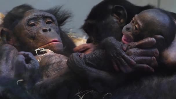 Primo Piano Della Famiglia Bonobo Con Bambino — Video Stock