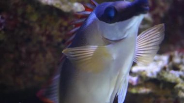  Tilki suratlı balıklar suyun altında yüzüyor..