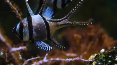 Banggai 'ye yakın sularda yüzen başlıca balıklar