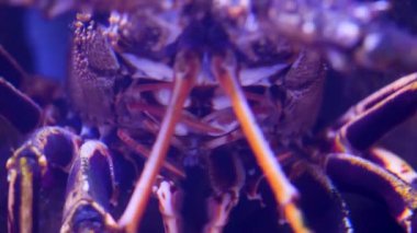 Istakoz kafasını kapat.