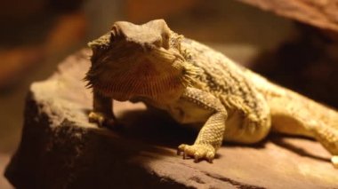 İki Kertenkele, bir kayanın üzerinde..