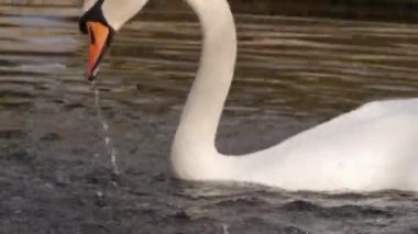 Swan yakın çekim 