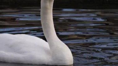 Swan yakın çekim 