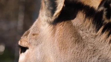 Close up of Somali wild ass ears with tilt down to the head.