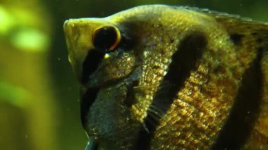 Suyun altında yüzen melek balıklarına yaklaş..