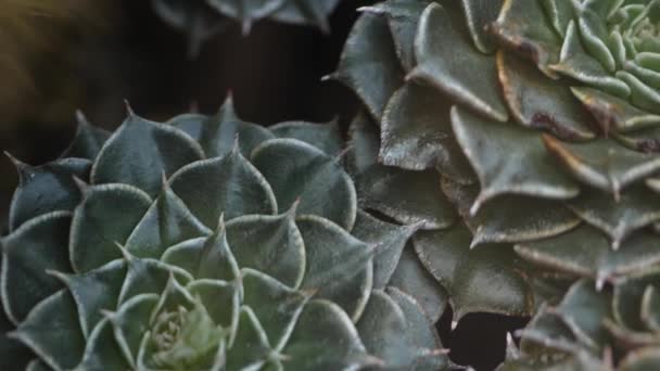 Gros Plan Cactus Dans Désert — Video