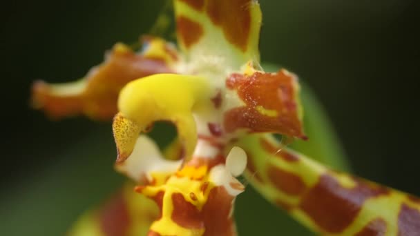 Close Orquídea Com Inclinação Para Baixo Flor — Vídeo de Stock