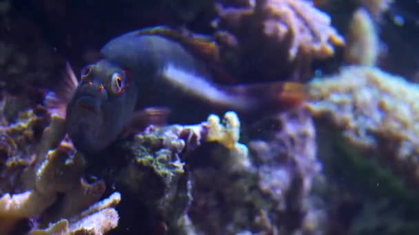 Закрыть Рыбу Лежащую Скале Забавными Глазами Смотрящими Вверх Вперед — стоковое видео