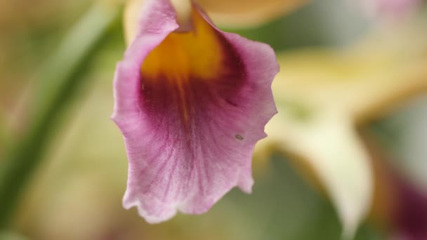 Primer Plano Orquídea — Vídeo de stock