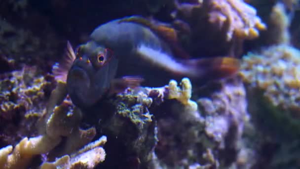 Κοντινό Πλάνο Των Ψαριών Που Βρίσκονται Ένα Βράχο Αστεία Μάτια — Αρχείο Βίντεο