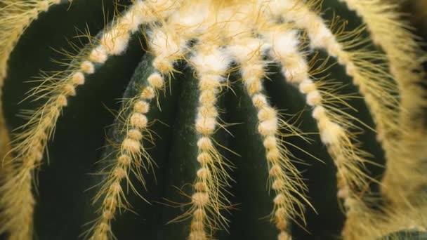 Gros Plan Cactus Dans Désert — Video