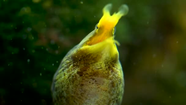 Acercamiento Una Cabeza Anguila Cinta Inflando Cuello — Vídeos de Stock