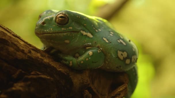 Perto Golden Eyed Tree Frog Lado — Vídeo de Stock