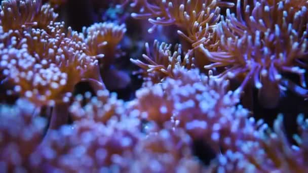 Primo Piano Della Messa Fuoco Dello Scaffale Dell Anemone Dal — Video Stock