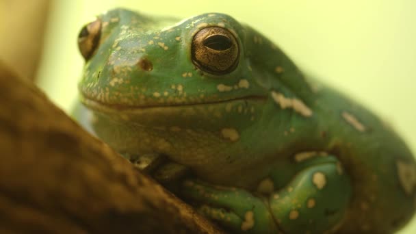 Close Van Golden Eyed Tree Frog Van Opzij — Stockvideo