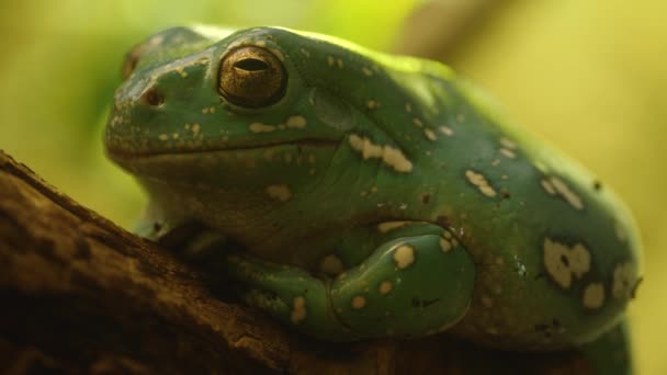 Perto Golden Eyed Tree Frog Lado — Vídeo de Stock