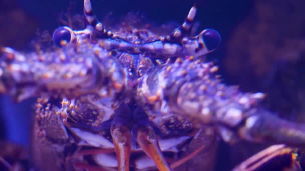 Close Lobster Head — Stock Video