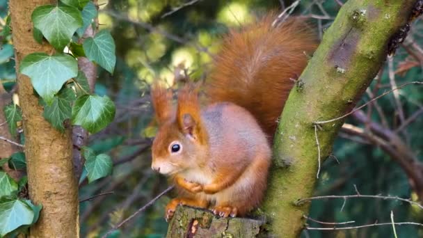 Close Red Squirrel — Stock Video