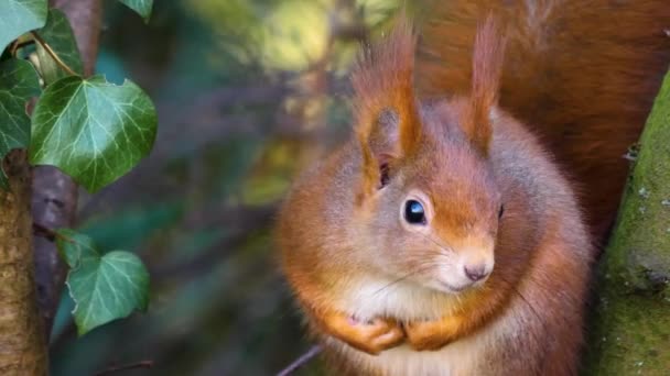 Nahaufnahme Von Rotem Eichhörnchen — Stockvideo