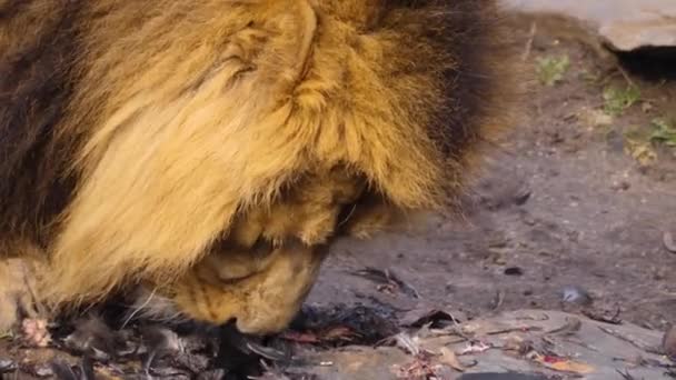 Leão Comendo Corvo Perto Cara Engraçada Com Penas — Vídeo de Stock