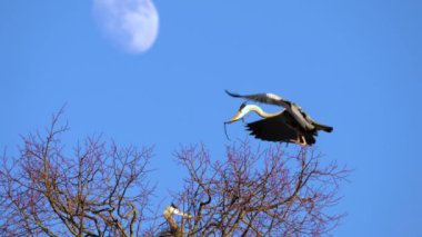 Ağaçlara yuva yapan balıkçıl kuşlarının yakınına Ay bir dalın üzerine iniyor..