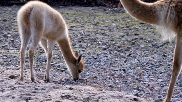 Κοντινό Πλάνο Του Νεαρού Vicuna Κεφάλι Στον Ήλιο — Αρχείο Βίντεο