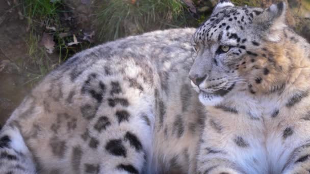 Close Snow Leopard — Vídeo de Stock