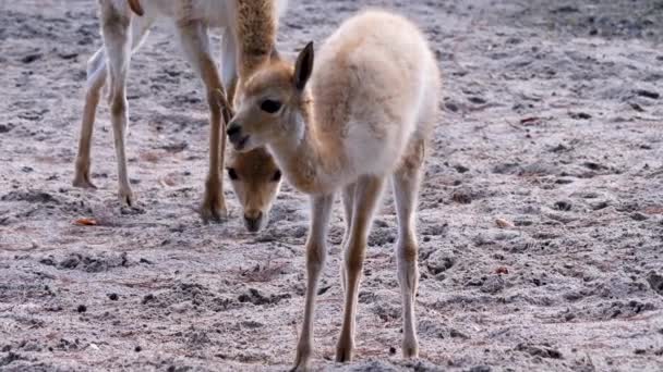 Primo Piano Della Giovane Testa Vicuna Sole — Video Stock