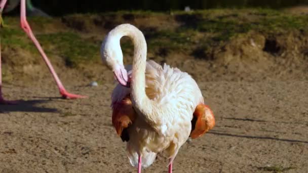 Flamingo Prepara Solo — Vídeos de Stock