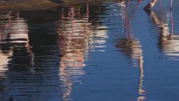 Close Flamingo Reflection — Stock Video