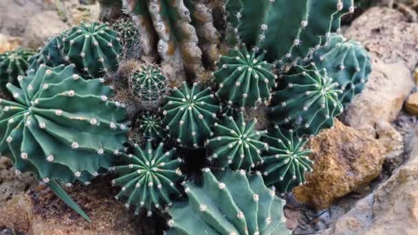 Primer Plano Cactus Desierto — Vídeos de Stock