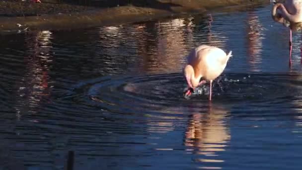 Close Flamingo Água — Vídeo de Stock