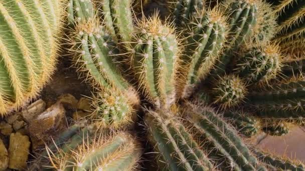 Gros Plan Cactus Dans Désert — Video