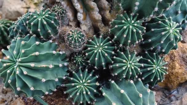 Zavřít Kaktus Poušti — Stock video