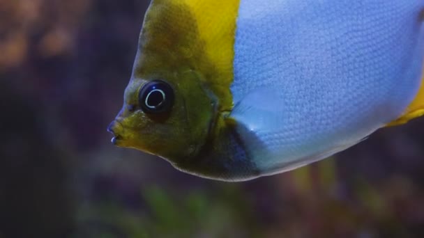 Sluiten Van Chirurgische Vissen Zweven Langzaam Naar Beneden — Stockvideo