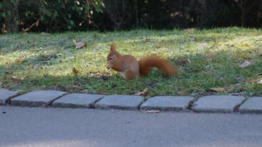 Kızıl Sincap 'a yaklaş.  