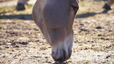 Somali wild ass, head down grazing and moving slowly forward