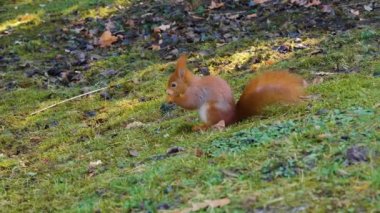 Kızıl Sincap 'a yaklaş.  
