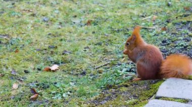 Kızıl Sincap 'a yaklaş.  