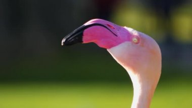 Kafalarını çeviren flamingoların yakınına. 